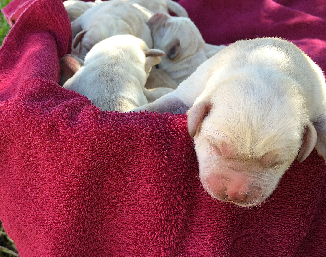 Puppies have arrived August 18, 2016